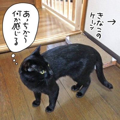 黒猫