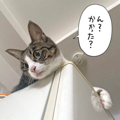 冷蔵庫の上のきなこ