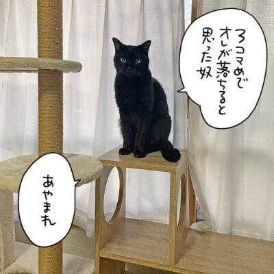 黒猫