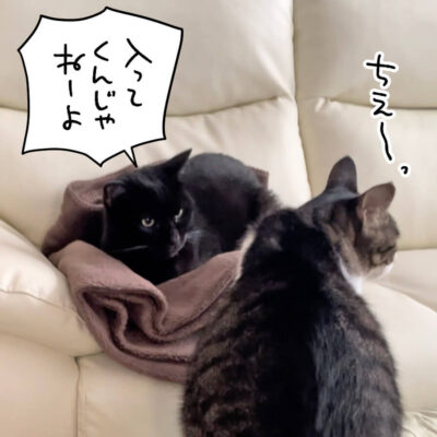 シャアという黒猫