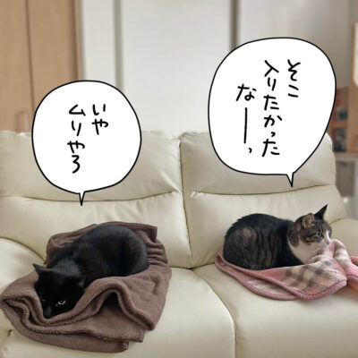 ソファーの上の2匹の猫