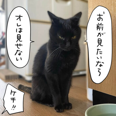 黒猫