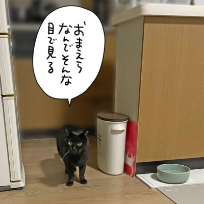 黒猫