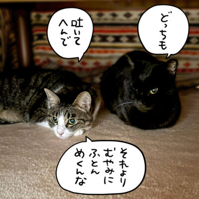 黒猫とキジ白猫