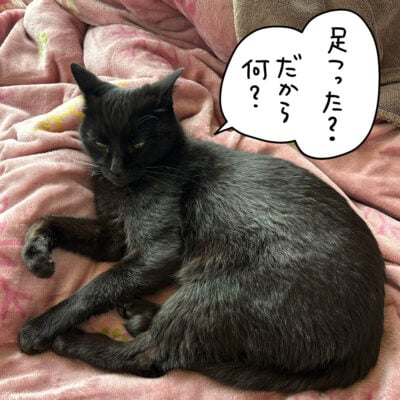 布団の上の黒猫