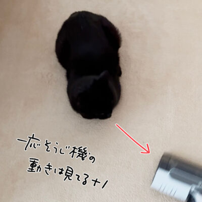 丸まる黒猫