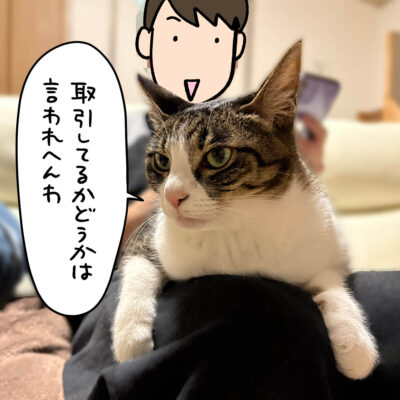 膝の上のキジ白猫きなこ