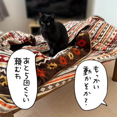 こたつの上の黒猫