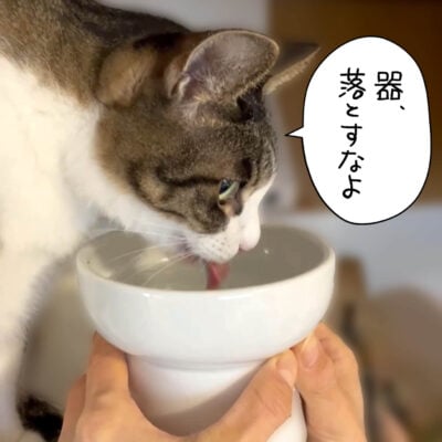 水飲むキジシロ猫きなこ