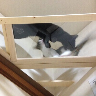 しつけ中のナノ