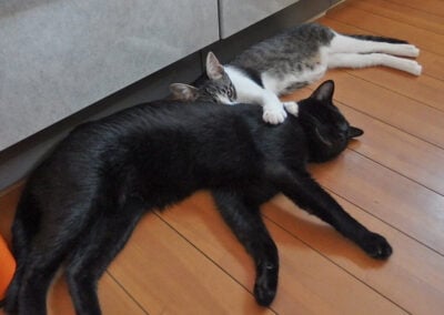 ナノにくっつくきなこ