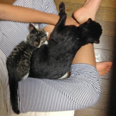 ナノときなこ