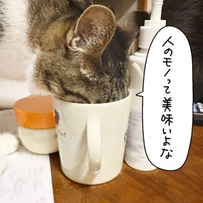 人間のコップから水をくすねるキジ白猫きなこ