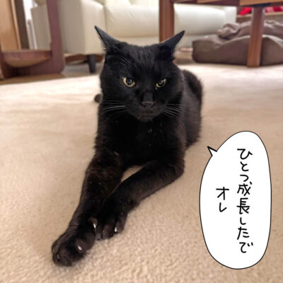 黒猫
