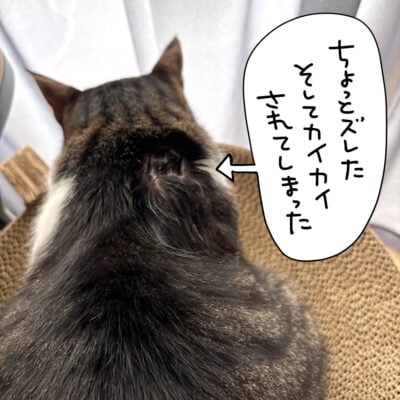 フロントライン後の猫
