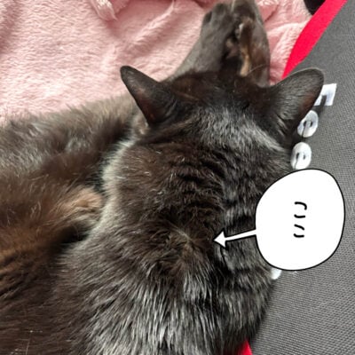 フロントライン後の猫