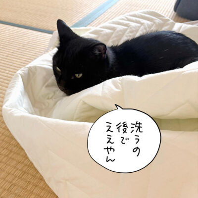 シーツの上の黒猫