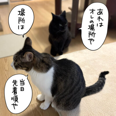 黒猫とキジ白猫