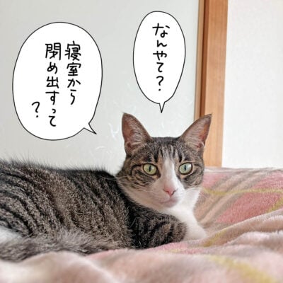 驚くキジ白猫きなこ