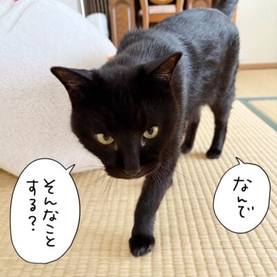 こっちに向かってくる黒猫ナノ