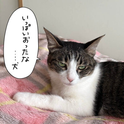 病院帰りのきなこ