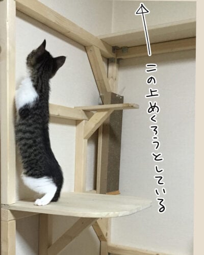 壁紙を狙うきなこ