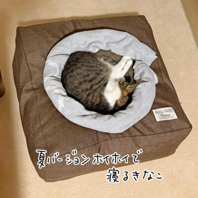 きなこホイホイの中のきなこ