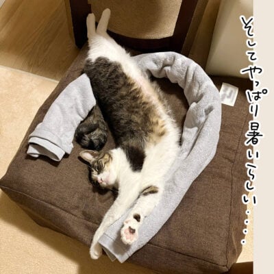 伸びするきなこ