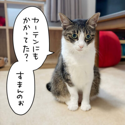 座るきなこ