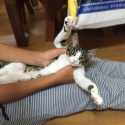 怒られるきなこ