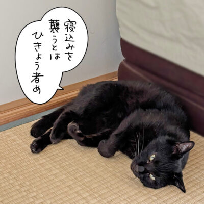 爪を切られた黒猫ナノ