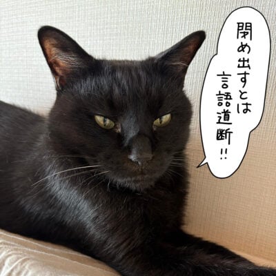 黒猫