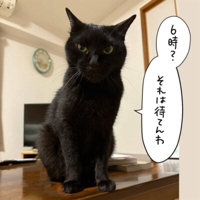 黒猫