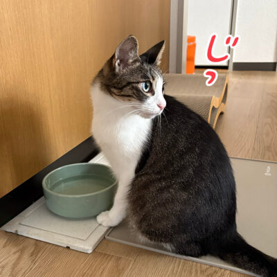 まねっこきなこ
