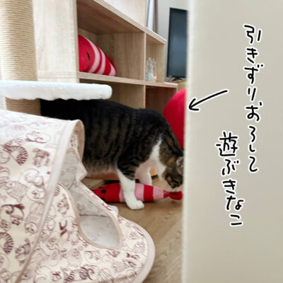 おもちゃで遊ぶキジシロ猫きなこ