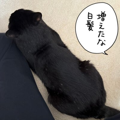 黒猫ナノ