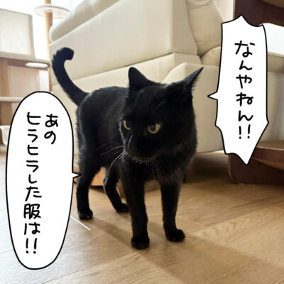 文句を言う黒猫ナノ