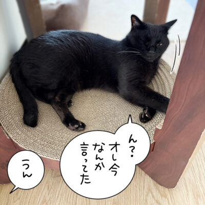 寝起きの黒猫ナノ