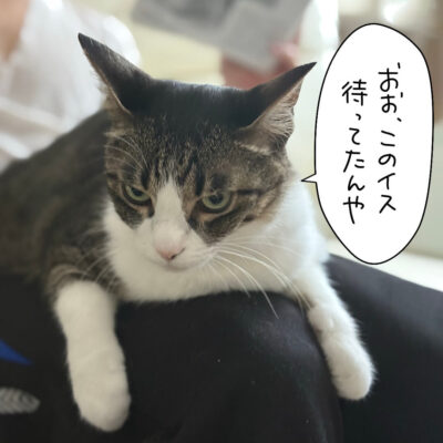息子の膝に乗るきなこ