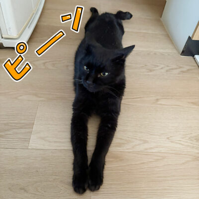 うつ伏せ寝の黒猫