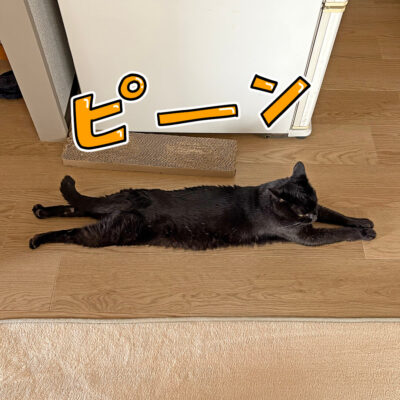 うつ伏せ寝の黒猫