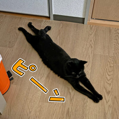 うつ伏せ寝の黒猫