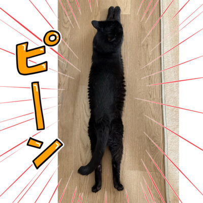 うつ伏せ寝の黒猫
