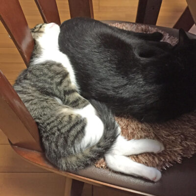 ナノにくっつくきなこ