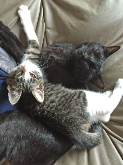 ナノにくっつくきなこ