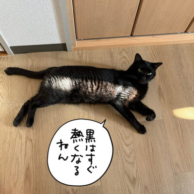 光に当たる黒猫ナノ
