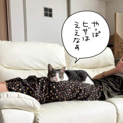 膝に乗るきなこ
