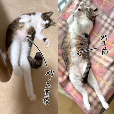 キジ白猫きなこの腹