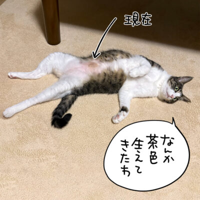お腹に茶色い毛が生えてきたキジ白猫きなこ