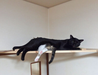 子猫の上で寝る成猫